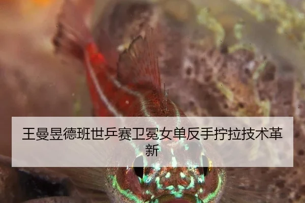 王曼昱德班世乒赛卫冕女单反手拧拉技术革新